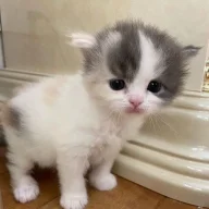 felixkee