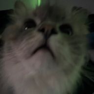 micol2