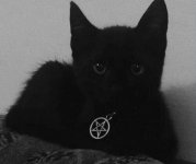 Devilcat